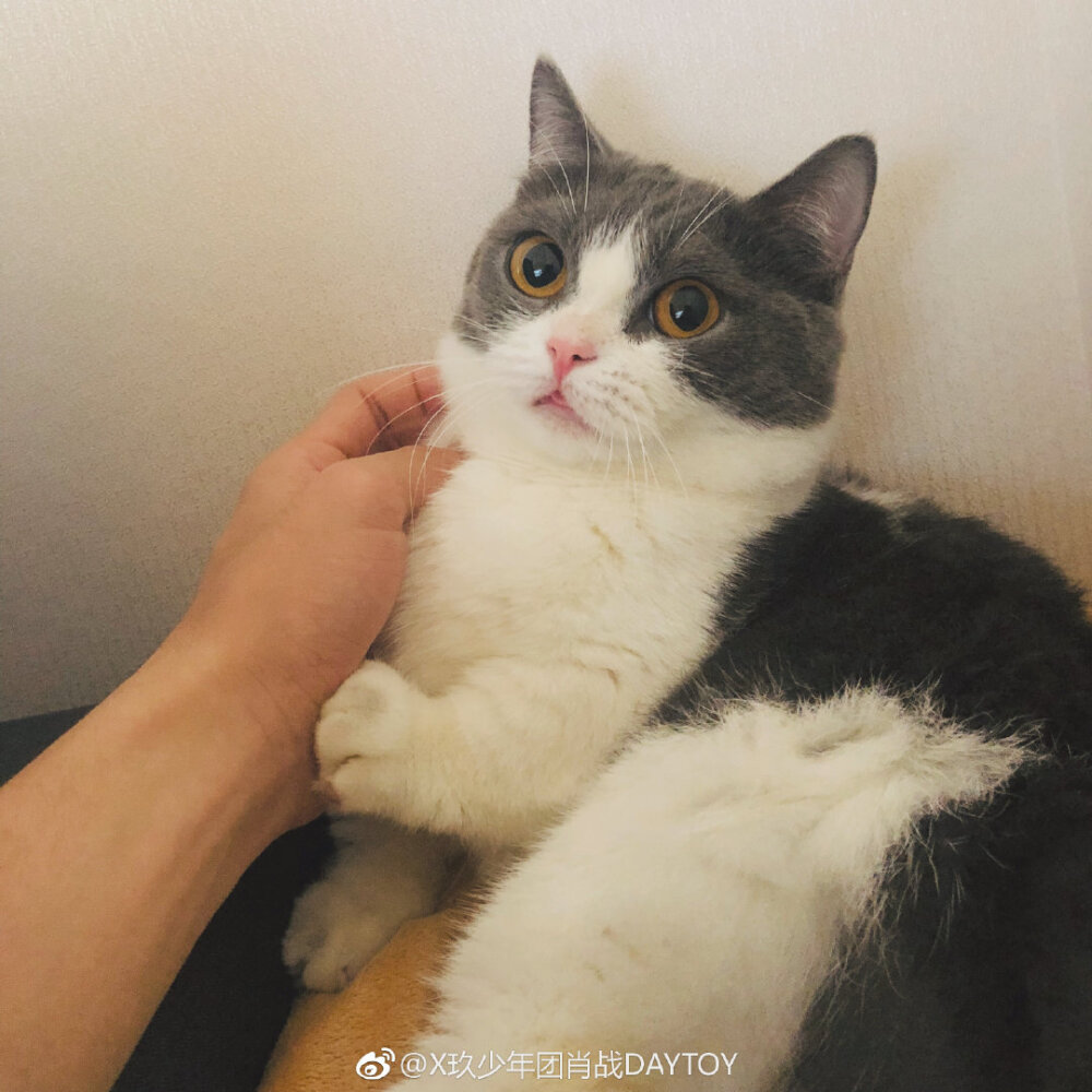 肖战的猫叫坚果
