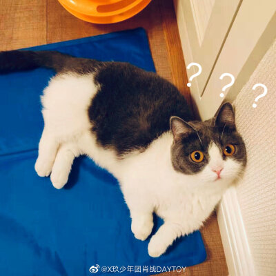 肖战的猫叫坚果