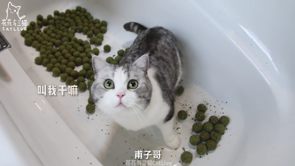 中分 李白 杜甫 猪皮