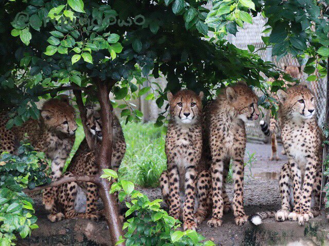 多摩动物公园里那只被树卡住的猎豹，这次又卡脸了。
同伴：没眼看没眼看