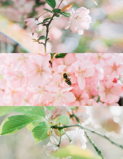 那些花儿
微博:买大鱼