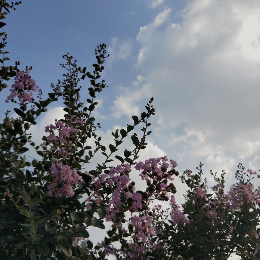 抬头便能闻见的味道