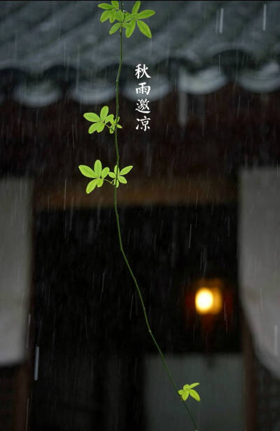 【立秋】暑热渐退，白露晨起，秋雨邀凉。水澄露鱼，荷残莲生，梧桐叶落。葡萄挂架，煎香薷饮，一枕新凉。 据《月令七十二候集解》：秋，揪也，物于此而揪敛也。