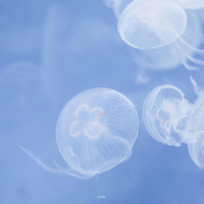 #喜欢拍照也喜欢你#
“世界是喧闹的彩，而你是安宁的蓝。”
摄影：@Felths ​