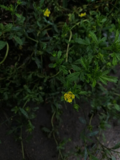 难过的日子我自己熬过去的
你陪我过快乐的日子就好
☘