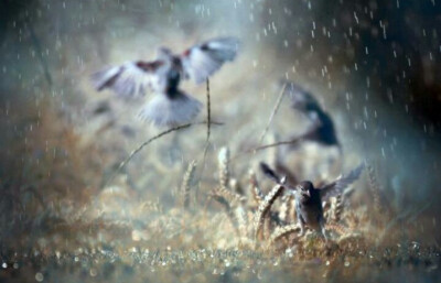 落花人独立，微雨燕双飞