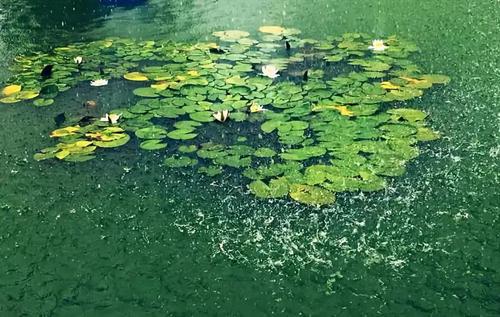 山河破碎风飘絮，身世浮沉雨打萍