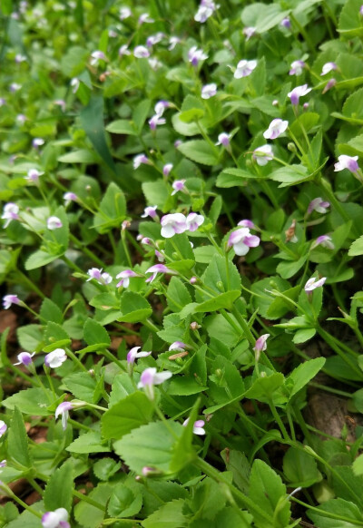 母草（学名：Lindernia crustacea （L.）F. Muell），为玄参科植物母草的全草。夏、秋采收。
功用主治:
清热利湿，解毒。治感冒，急、慢性菌痢，肠炎，痈疖疔肿。