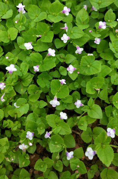 母草（学名：Lindernia crustacea （L.）F. Muell），为玄参科植物母草的全草。夏、秋采收。
功用主治:
清热利湿，解毒。治感冒，急、慢性菌痢，肠炎，痈疖疔肿。