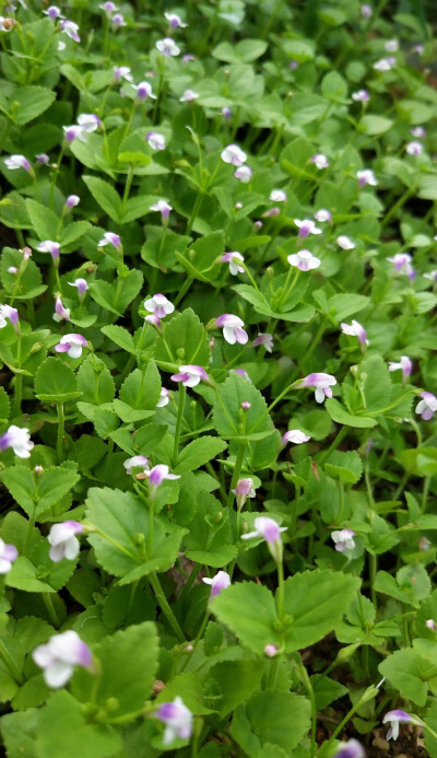 母草（学名：Lindernia crustacea （L.）F. Muell），为玄参科植物母草的全草。夏、秋采收。
功用主治:
清热利湿，解毒。治感冒，急、慢性菌痢，肠炎，痈疖疔肿。