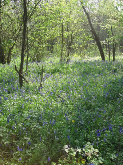 山花烂漫