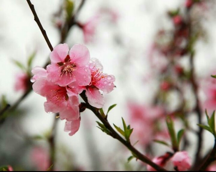 潇潇雨歇，春意阑珊