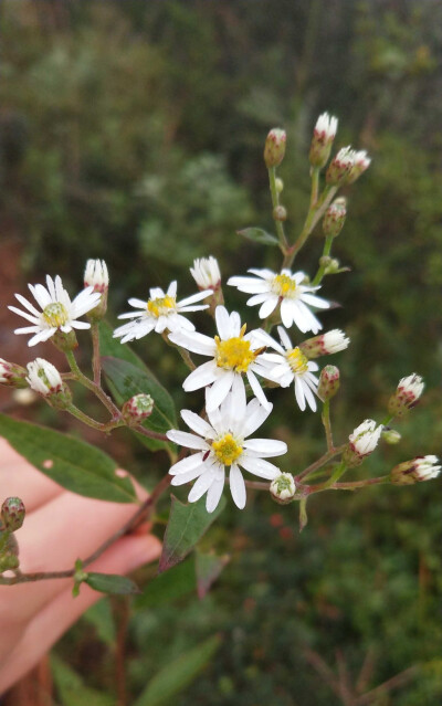  三脉紫菀（学名：Aster ageratoides Turcz.）为桔梗目菊科紫菀属的植物。分布在朝鲜、俄罗斯以及中国。为多年生三脉紫菀草本植物。生长于林下、林缘、灌丛及山谷湿地。海拔100-3350米。
药用价值:
带根全草（红…