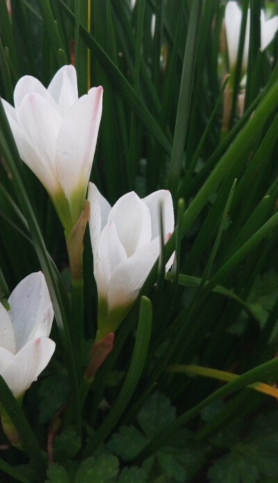 葱莲，又名玉帘、白花菖蒲莲、韭菜莲、肝风草，多年生草本植物。原产南美洲，现在中国各地都有种植，喜阳光充足，耐半阴，常用作花坛的镶边材料，也宜绿地丛植，最宜作林下半阴处的地被植物，或于庭院小径旁栽植。
…