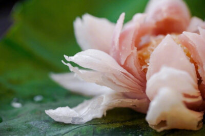 莲花酥
cr@日食记