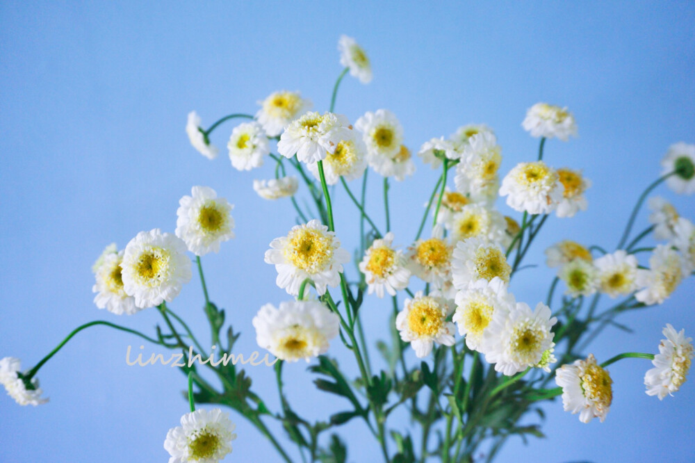 鲜切花小科普：
重瓣洋甘菊
国产重瓣洋甘菊，比起荷兰进口单瓣品种，她的花瓣层次更丰富，香味差不多，但是香味中的苹果香更浓郁所以闻起来更甜一些，花期不如荷兰进口品种长，姿态不如单瓣品种轻盈，但重瓣洋甘菊更有野趣感一些，作为切花来说品质不算太好，花瓣容易焦，还有上升空间。这种洋甘菊和荷兰进口洋甘菊其实都不是真正的洋甘菊，真洋甘菊是提取洋甘菊精油的母菊，开放之后花瓣朝下，观赏价值不高，不太适合做切花。