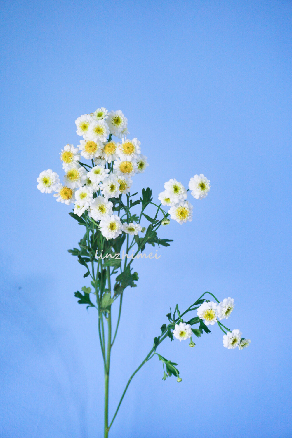 鲜切花小科普：
重瓣洋甘菊
国产重瓣洋甘菊，比起荷兰进口单瓣品种，她的花瓣层次更丰富，香味差不多，但是香味中的苹果香更浓郁所以闻起来更甜一些，花期不如荷兰进口品种长，姿态不如单瓣品种轻盈，但重瓣洋甘菊更有野趣感一些，作为切花来说品质不算太好，花瓣容易焦，还有上升空间。这种洋甘菊和荷兰进口洋甘菊其实都不是真正的洋甘菊，真洋甘菊是提取洋甘菊精油的母菊，开放之后花瓣朝下，观赏价值不高，不太适合做切花。