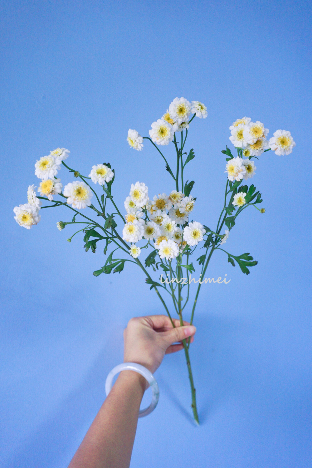 鲜切花小科普：
重瓣洋甘菊
国产重瓣洋甘菊，比起荷兰进口单瓣品种，她的花瓣层次更丰富，香味差不多，但是香味中的苹果香更浓郁所以闻起来更甜一些，花期不如荷兰进口品种长，姿态不如单瓣品种轻盈，但重瓣洋甘菊更有野趣感一些，作为切花来说品质不算太好，花瓣容易焦，还有上升空间。这种洋甘菊和荷兰进口洋甘菊其实都不是真正的洋甘菊，真洋甘菊是提取洋甘菊精油的母菊，开放之后花瓣朝下，观赏价值不高，不太适合做切花。