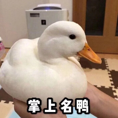 表情包