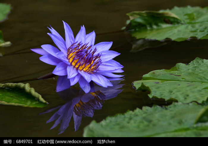 光影蓝莲花