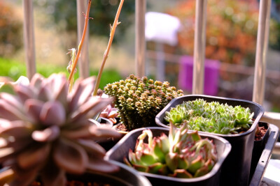 2019.03.【小米星】