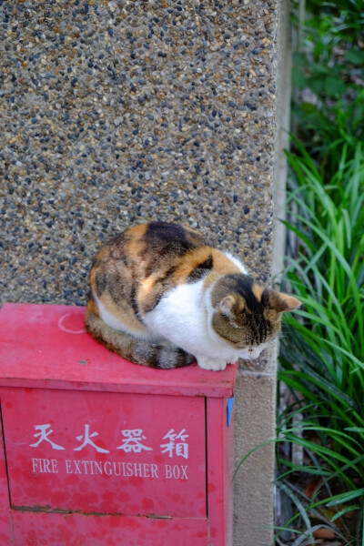 人多也不能阻止猫咪打瞌睡