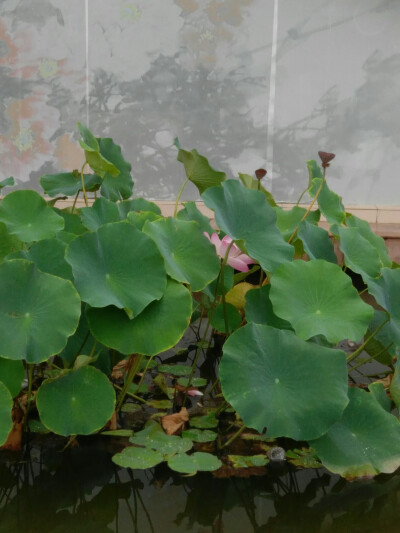 8.11 偶遇娇羞的“姑娘”