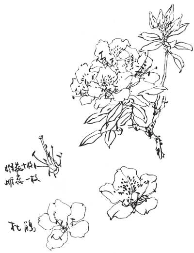 杜鹃花