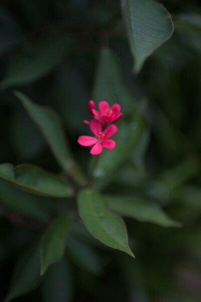 那些花儿