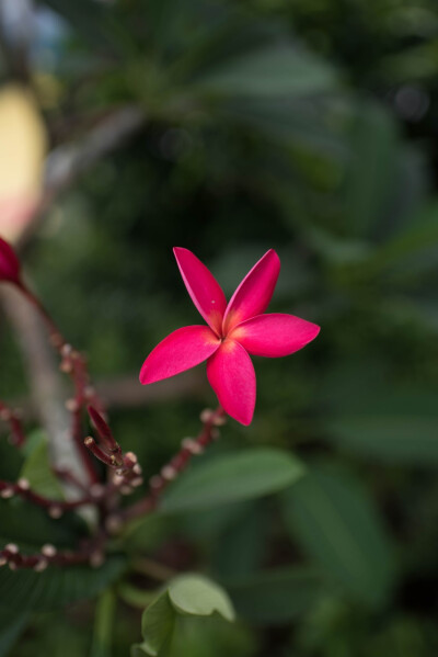 那些花儿