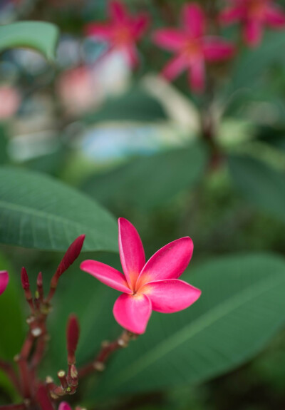 那些花儿