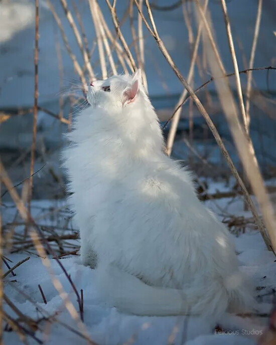 挪威森林猫