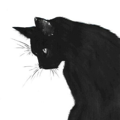 黑猫又称玄猫
