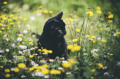 黑猫又称玄猫