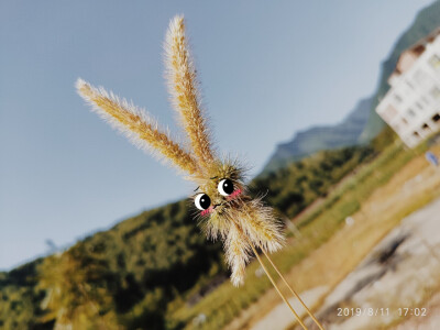 狗尾草的幸福
茎由绿变黄，蛮有艺术感。
身体像一个椭圆形的毛绒球，更像一个人的脑袋，在倾听夏日的风声。