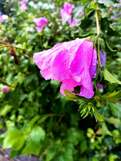 雨中的花