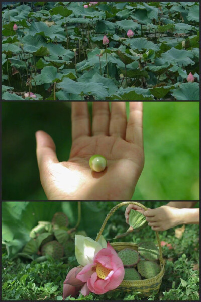 “在夏天，我們吃綠豆，桃，櫻桃和甜瓜。在各種意義上都漫長且愉快，日子發出聲響。” ​​​