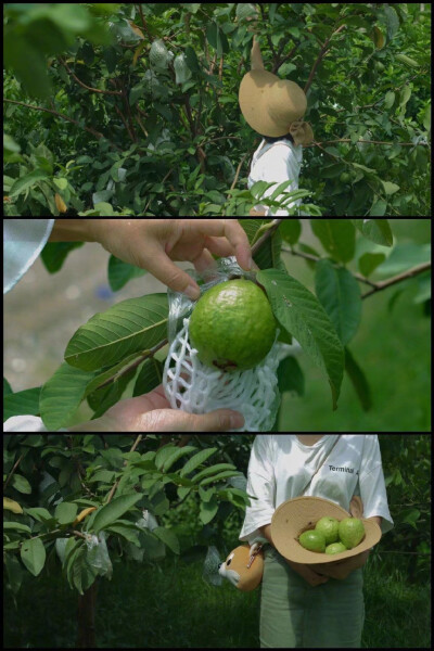 “在夏天，我們吃綠豆，桃，櫻桃和甜瓜。在各種意義上都漫長且愉快，日子發出聲響。” ​​​