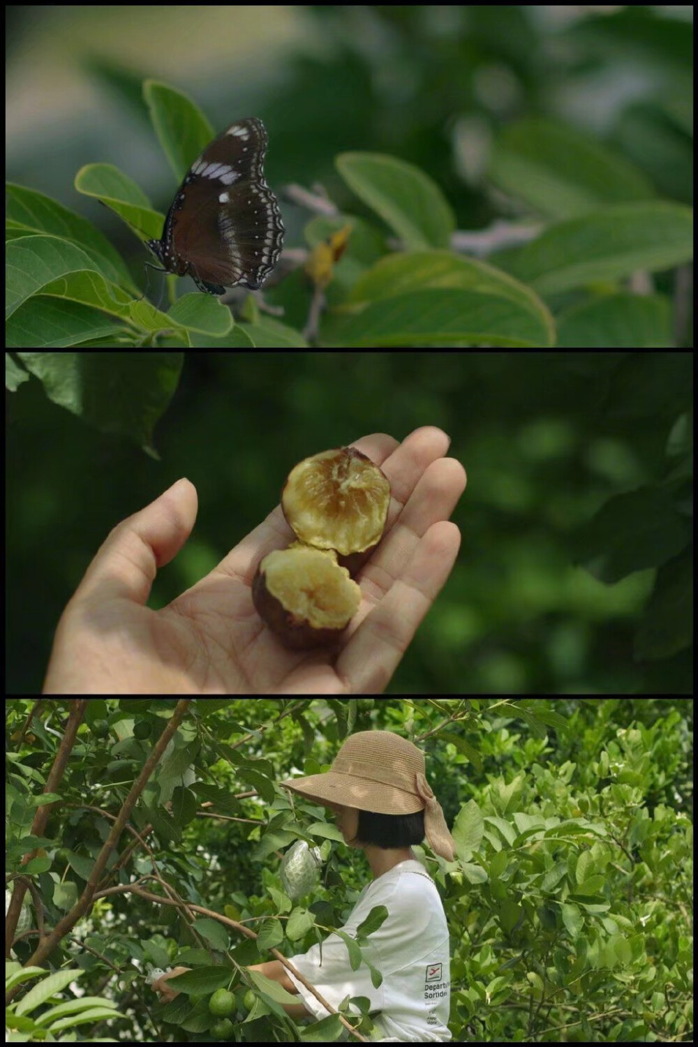 “在夏天，我們吃綠豆，桃，櫻桃和甜瓜。在各種意義上都漫長且愉快，日子發出聲響。” ​​​