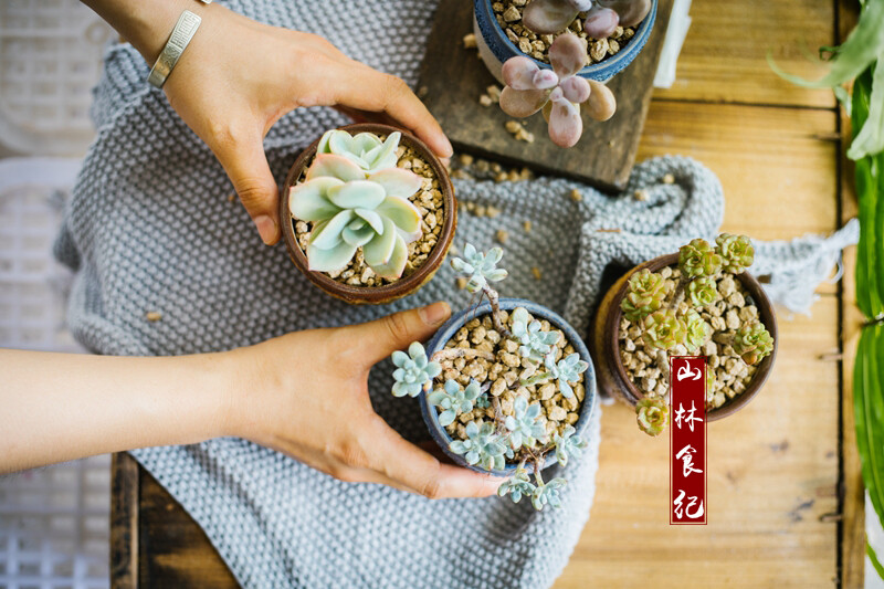 从餐桌到植物花盆，静物之广，中式所囊，旧时的生活质感，有种难以料见之桃源洞天。