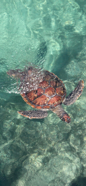 海龟 海洋 壁纸