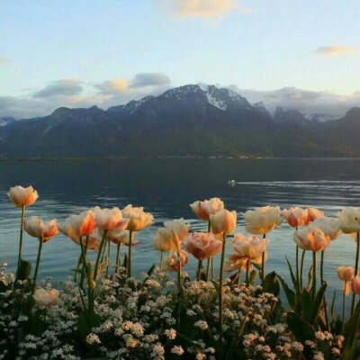 背景图 花花花花花花花花花花花花