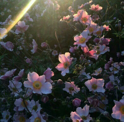 背景图 花花花花花花花花花花花花