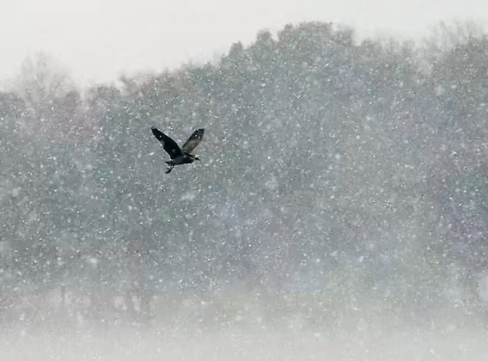 落雪