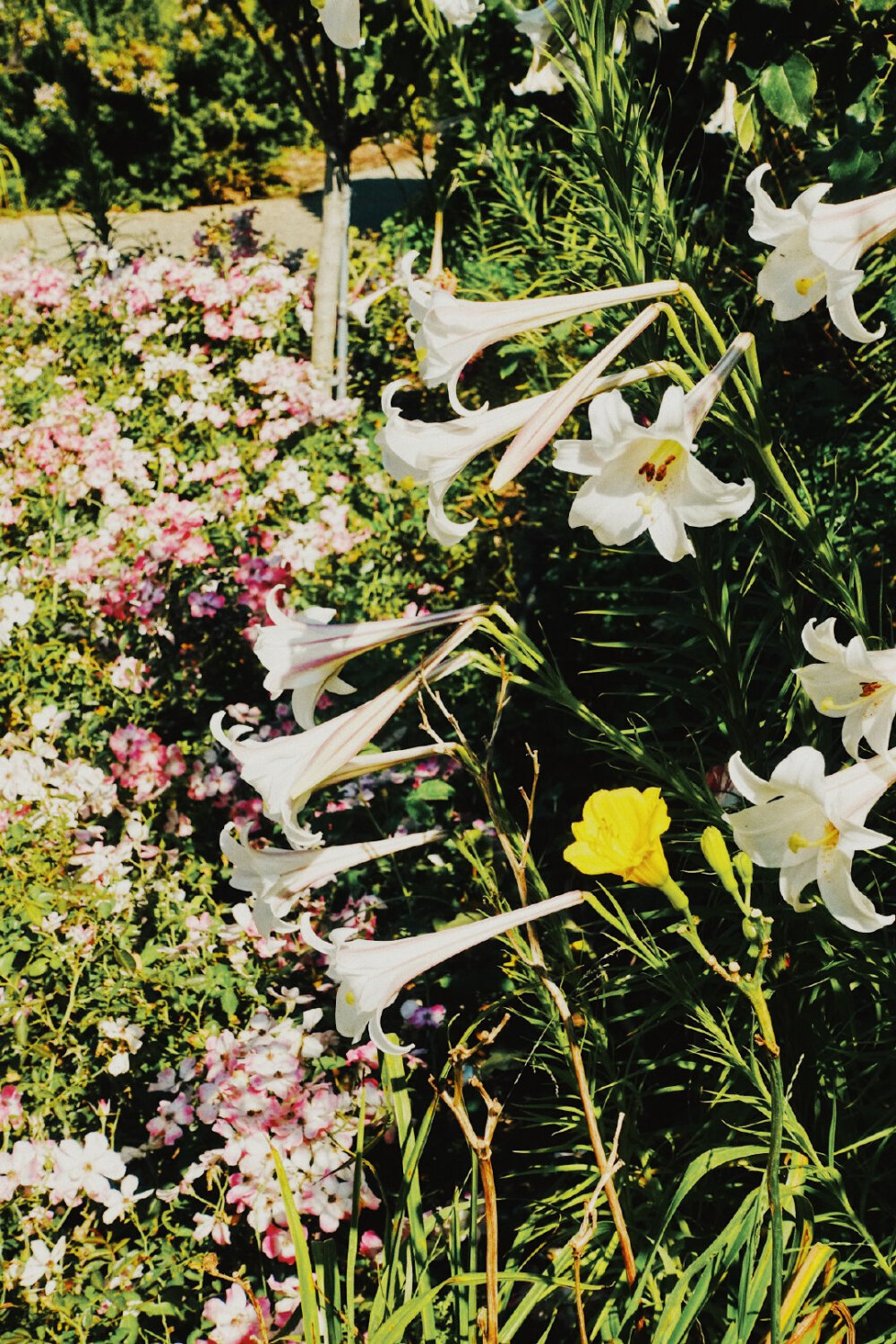 ✨
夏末秋初，
一年中我最爱的时光。
*Why Garden？
献上一个藏着小石榴的花园。
Huntington Library, San Marino ​​​
来着微博为什么美术馆