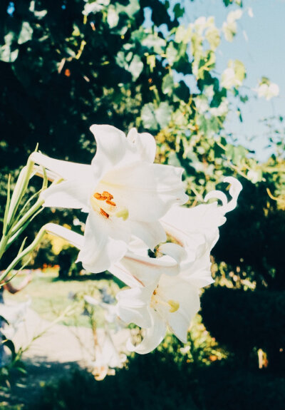 ✨
夏末秋初，
一年中我最爱的时光。
*Why Garden？
献上一个藏着小石榴的花园。
Huntington Library, San Marino ​​​
来着微博为什么美术馆