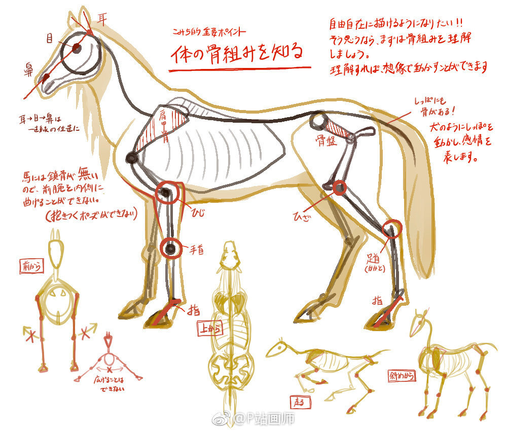 马的绘法