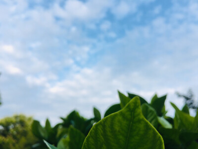 老家的夏天永远是童年里的模样！