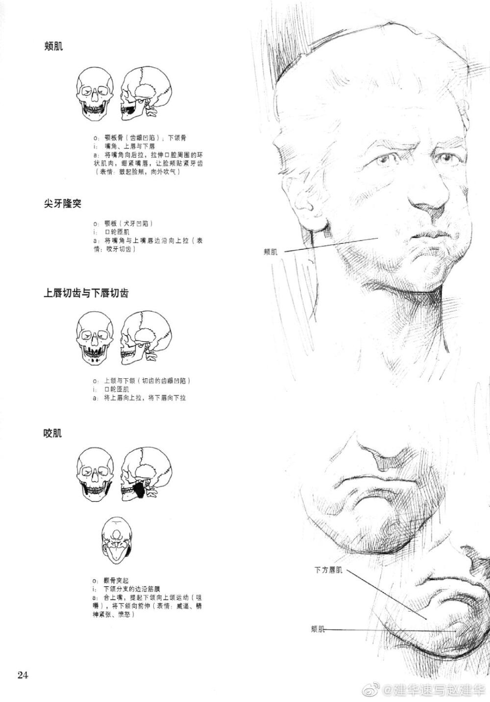 人体解剖与素描头部解析。
via 建华速写赵建华 ​