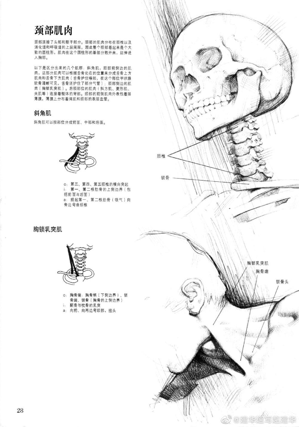 人体解剖与素描头部解析。
via 建华速写赵建华 ​